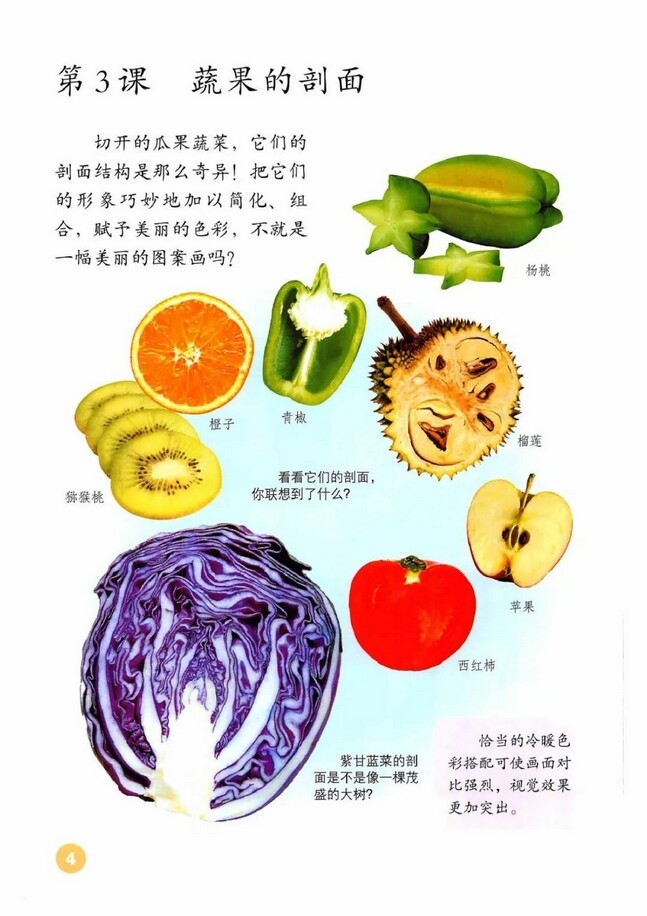 《第3课 蔬果的剖面》人教版小学四年级美术上册课本2013审定